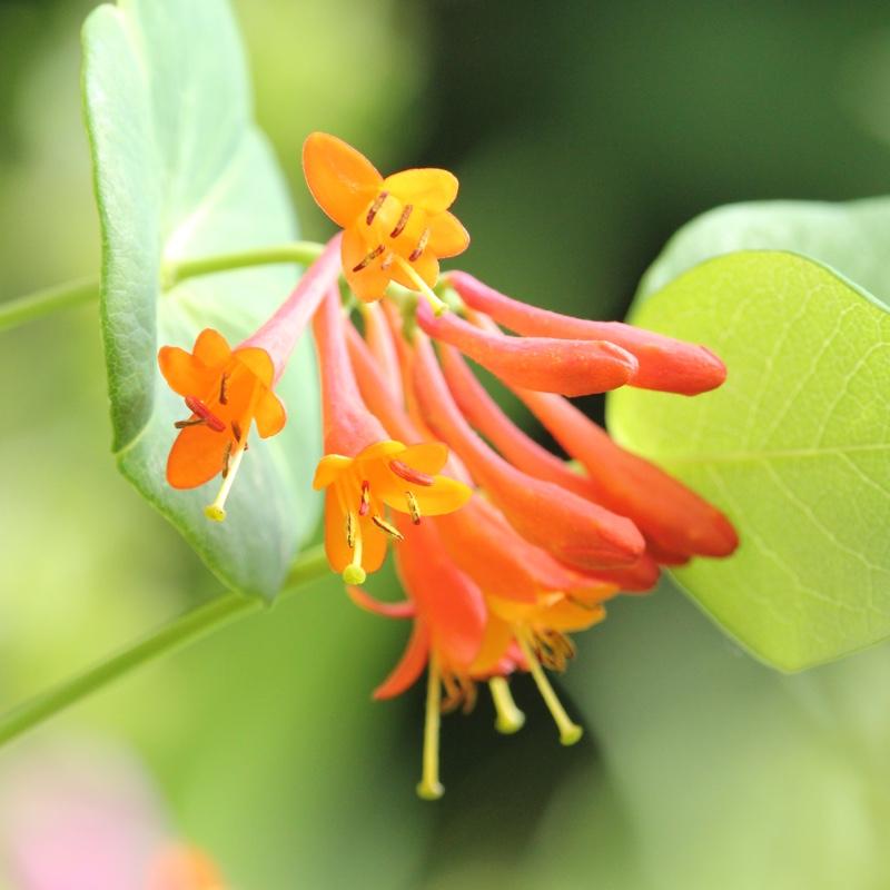 Lonicera X Brownii Dropmore Scarlet - View 15 from www redcrocus com
