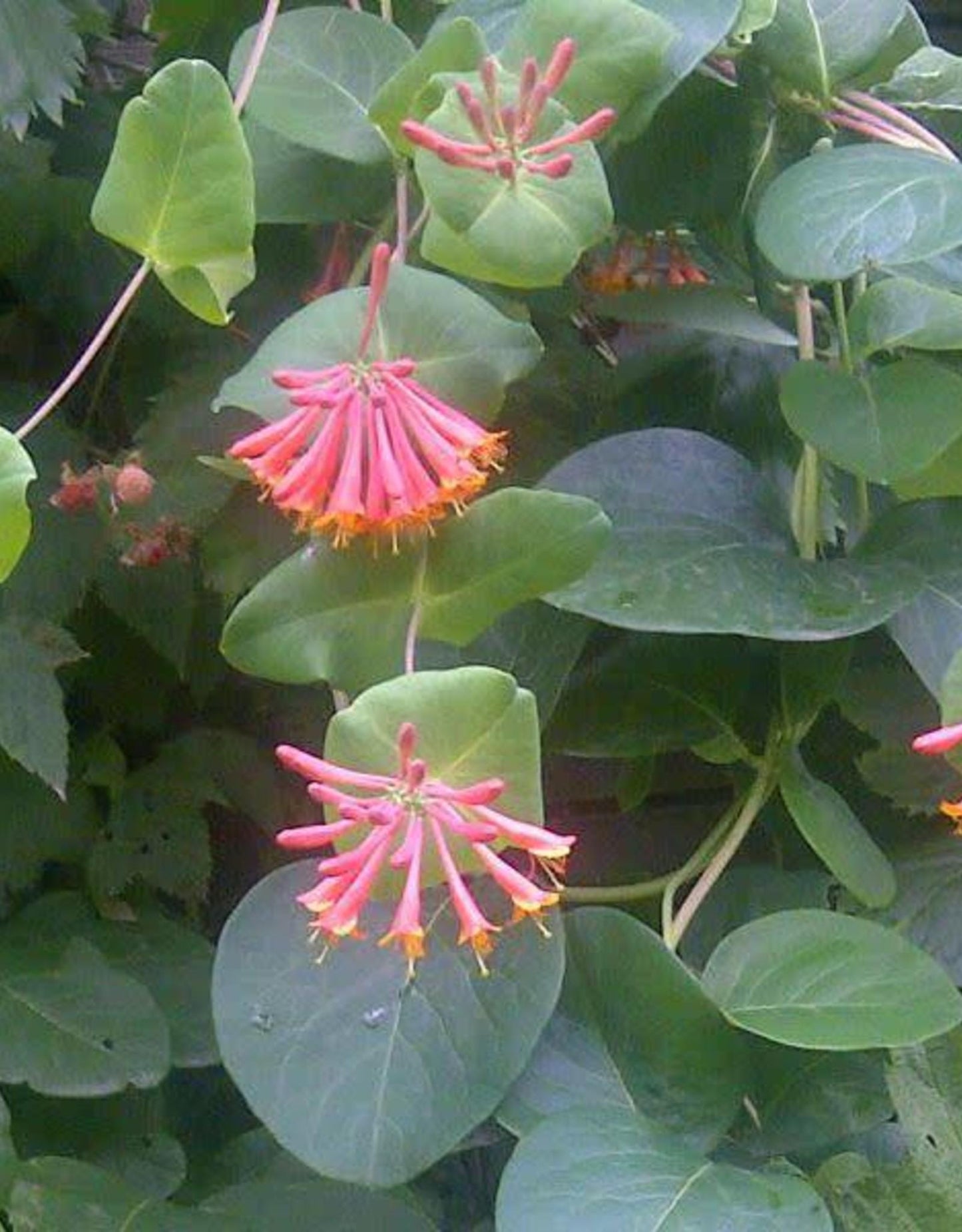 Lonicera X Brownii Dropmore Scarlet - View 17 from www redcrocus com