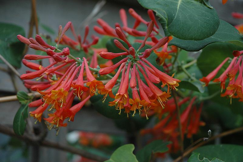 Lonicera X Brownii Dropmore Scarlet - View 18 from www redcrocus com
