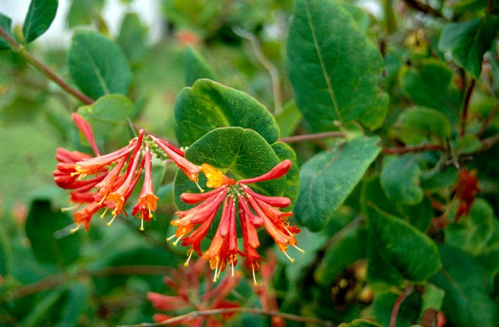 Lonicera X Brownii Dropmore Scarlet - View 19 from www redcrocus com