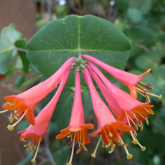 Lonicera X Brownii Dropmore Scarlet - View 1 from www redcrocus com