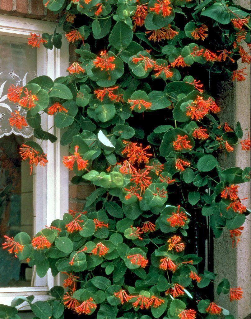 Lonicera X Brownii Dropmore Scarlet - View 2 from www redcrocus com