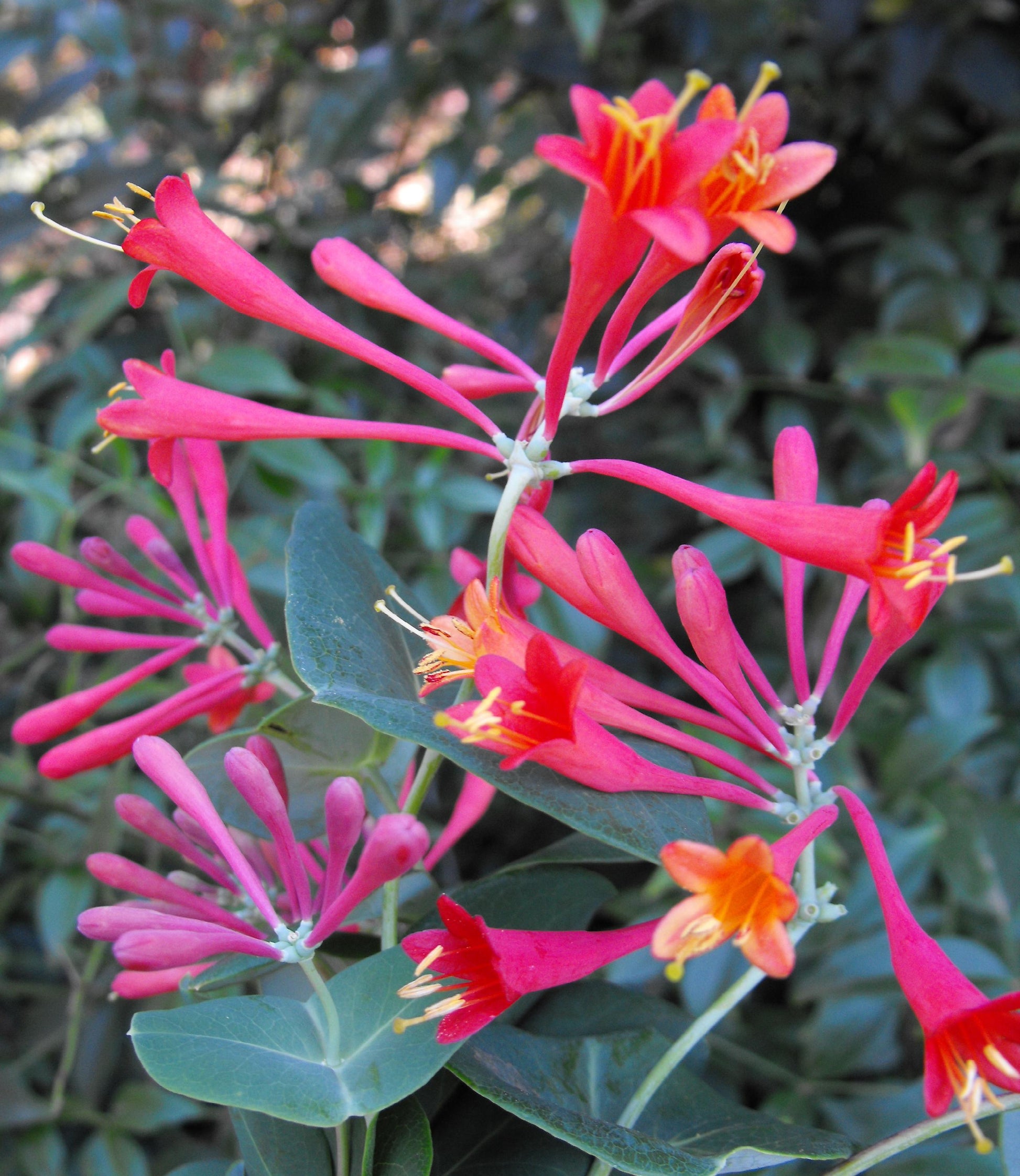 Lonicera X Brownii Dropmore Scarlet - View 4 from www redcrocus com