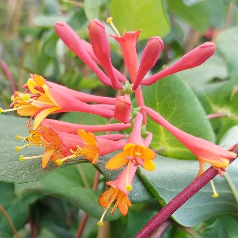 Lonicera X Brownii Dropmore Scarlet - View 6 from www redcrocus com