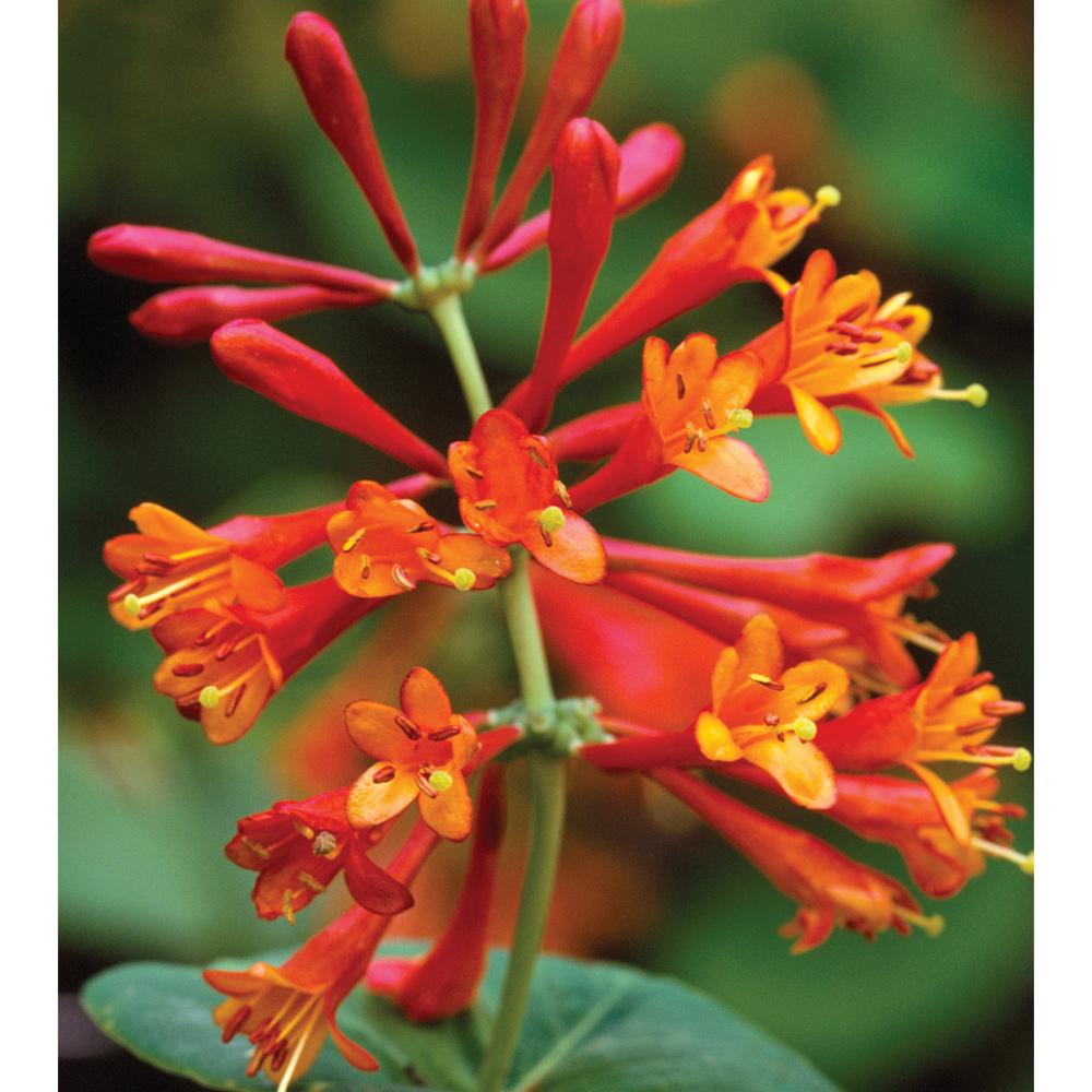 Lonicera X Brownii Dropmore Scarlet - View 8 from www redcrocus com