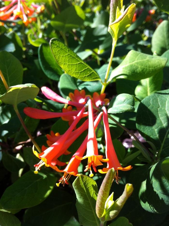 Lonicera X Brownii Dropmore Scarlet - View 9 from www redcrocus com