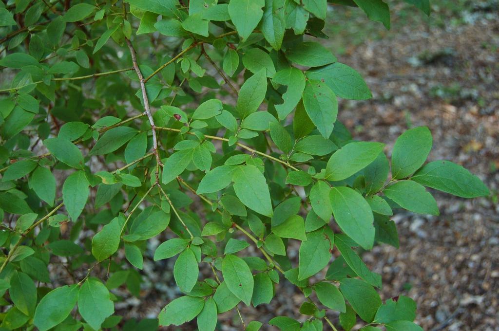Blueberry Vaccinium Corymbosum - View 15 from www redcrocus com