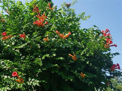 Campsis Radicans - View 1 from www redcrocus com