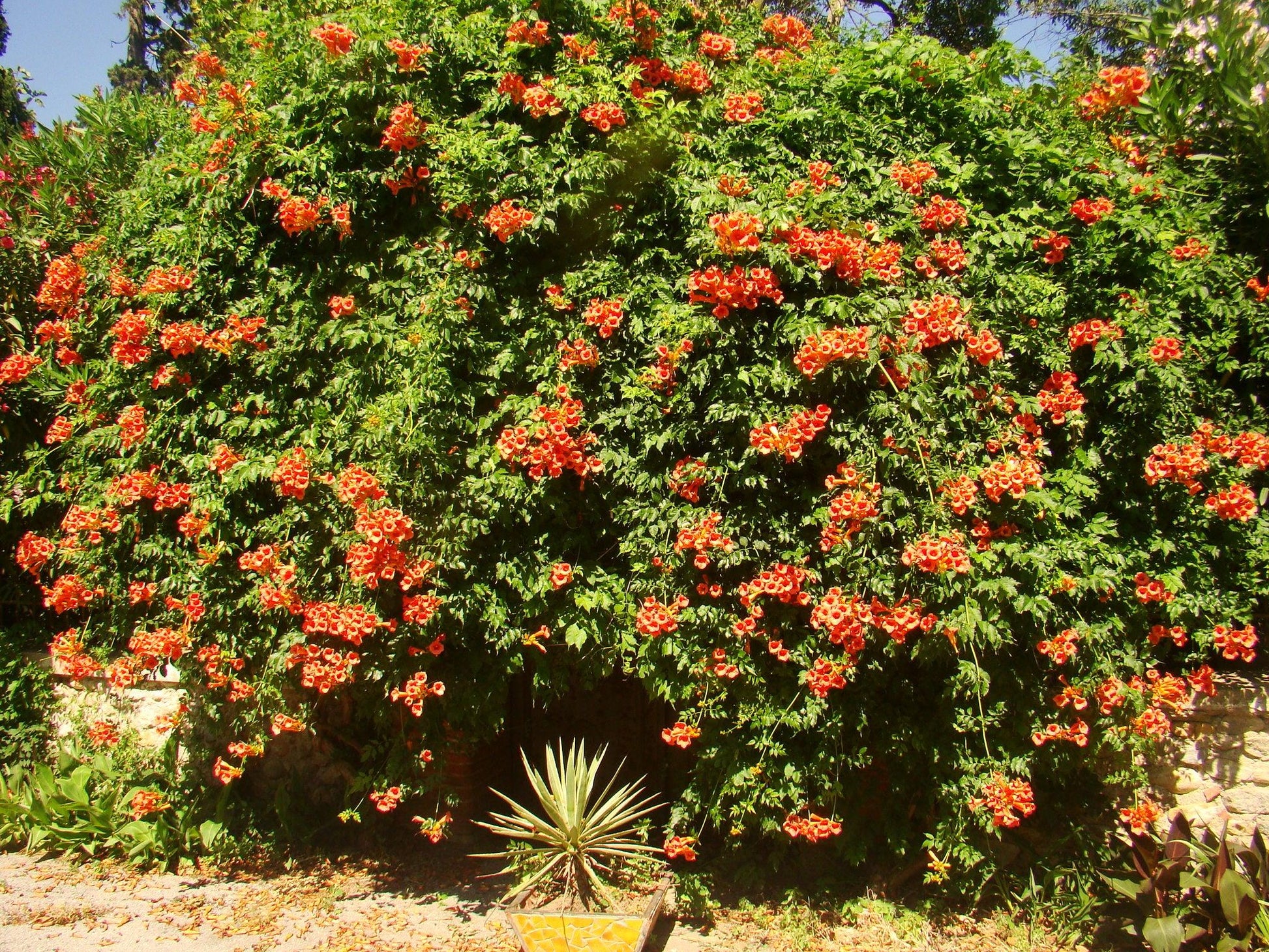 Campsis Radicans - View 6 from www redcrocus com