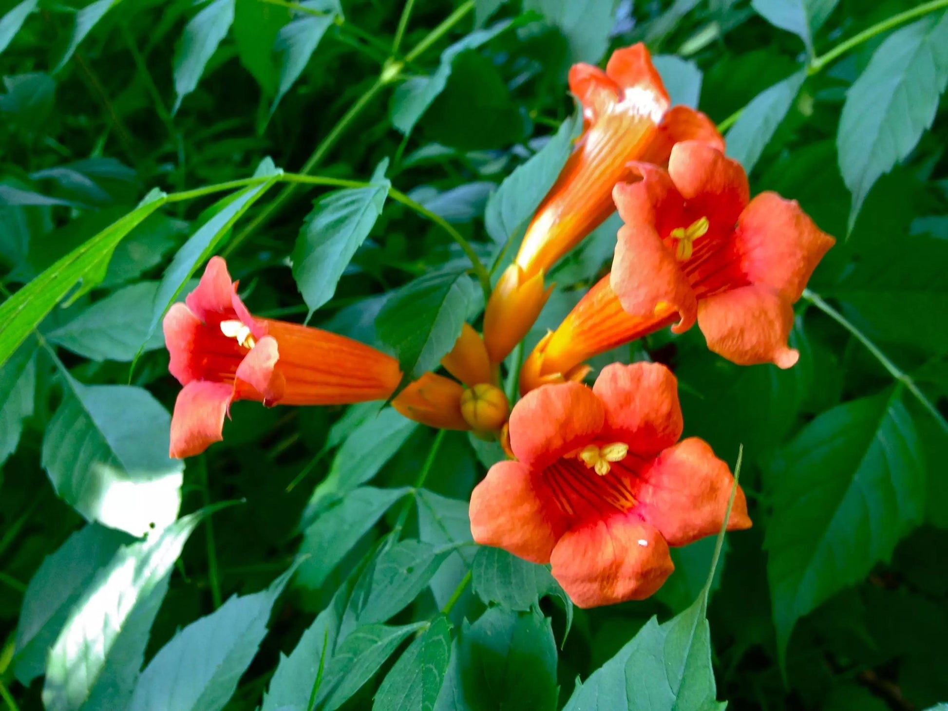 Campsis Radicans - View 9 from www redcrocus com