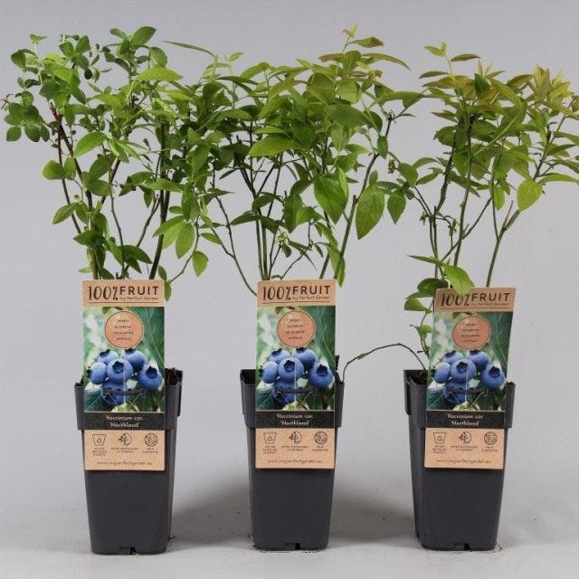 Blueberry Vaccinium Corymbosum Northland - View 11 from www redcrocus com