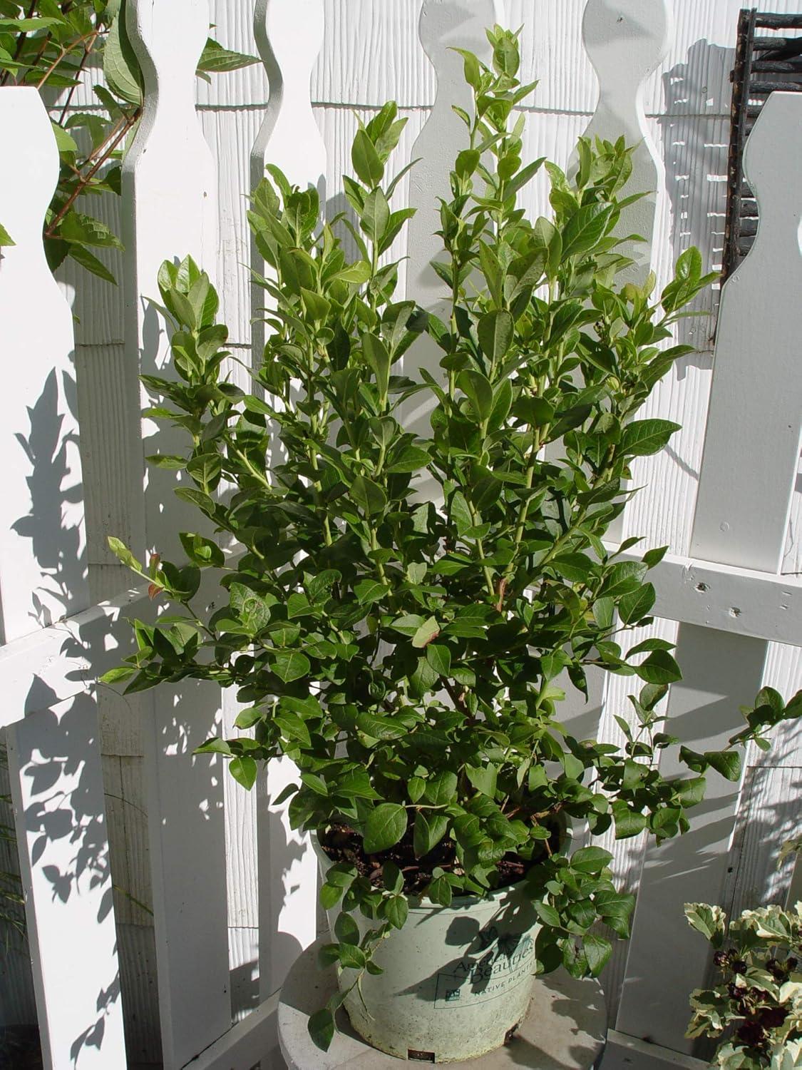 Blueberry Vaccinium Corymbosum Northland - View 16 from www redcrocus com