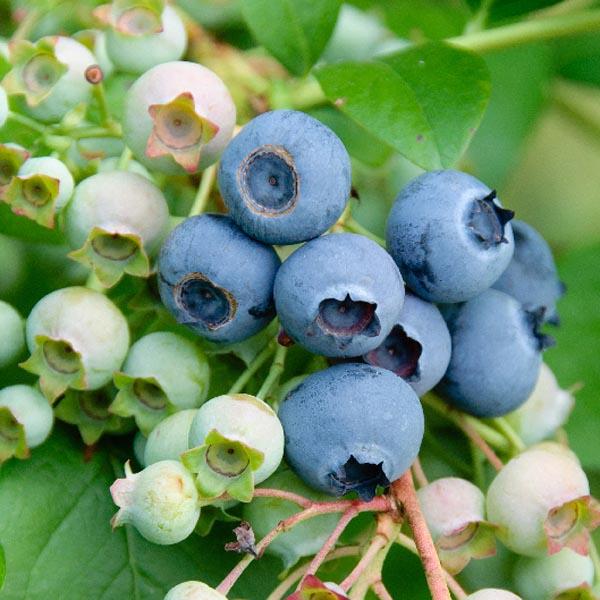 Blueberry Vaccinium Corymbosum Northland - View 7 from www redcrocus com