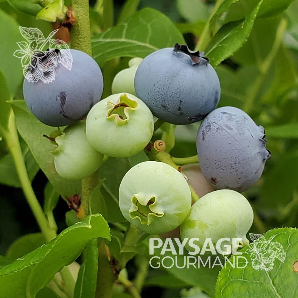 Blueberry Vaccinium Corymbosum Northland - View 8 from www redcrocus com