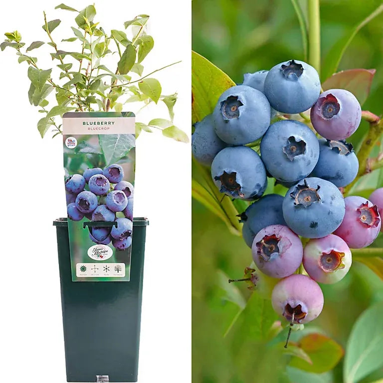 Blueberry Vaccinium Corymbosum Blue Crop - View 15 from www redcrocus com