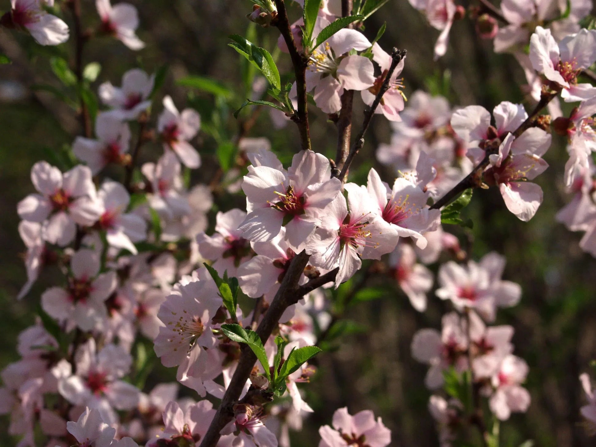 Prunus Persica 'redhaven' - View 14 from www redcrocus com