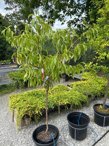 Prunus Persica 'redhaven' - View 15 from www redcrocus com