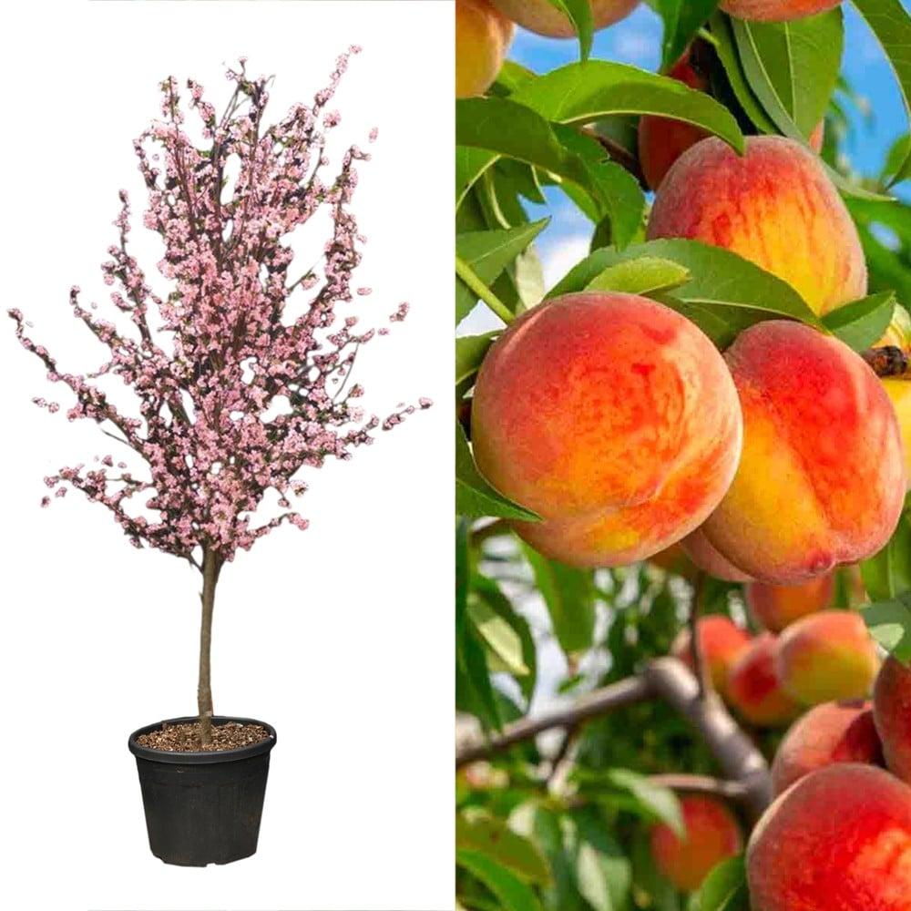 Prunus Persica 'redhaven' - View 18 from www redcrocus com