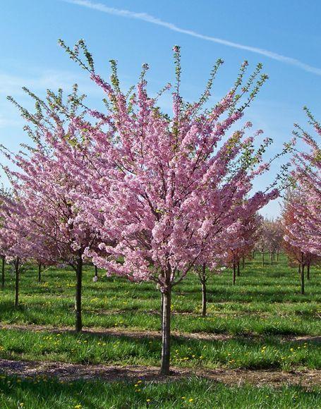 Prunus Persica 'redhaven' - View 21 from www redcrocus com