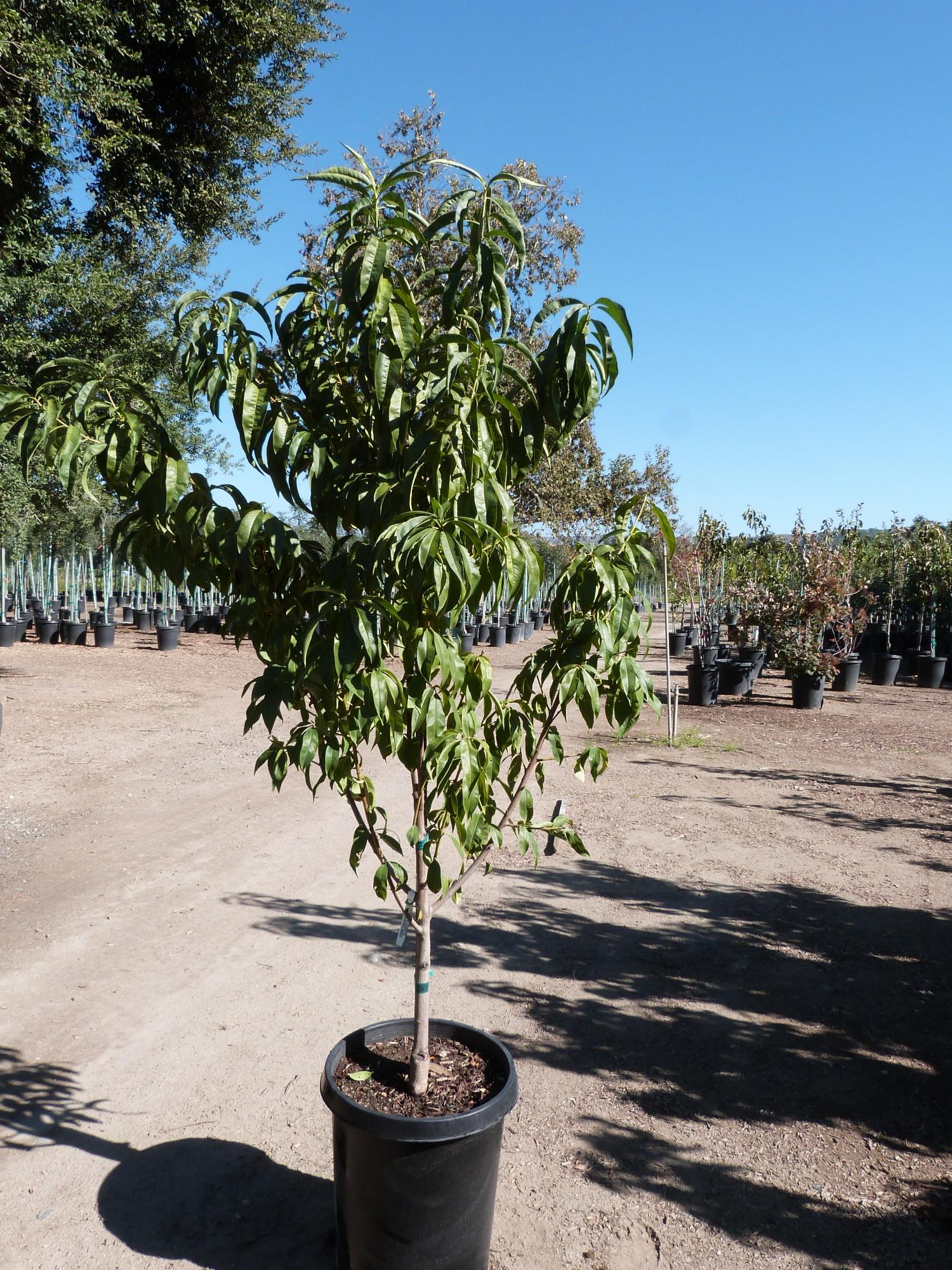 Prunus Persica 'redhaven' - View 25 from www redcrocus com