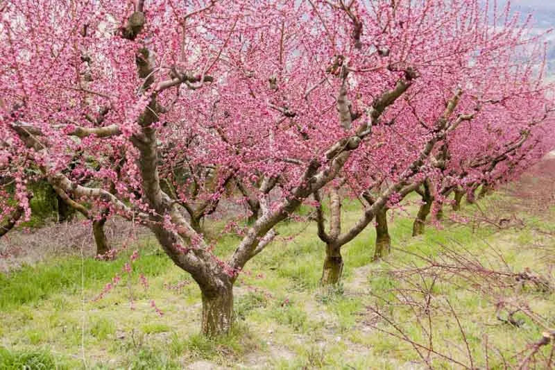 Prunus Persica 'redhaven' - View 26 from www redcrocus com