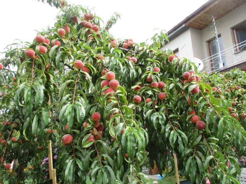 Prunus Persica 'redhaven' - View 29 from www redcrocus com