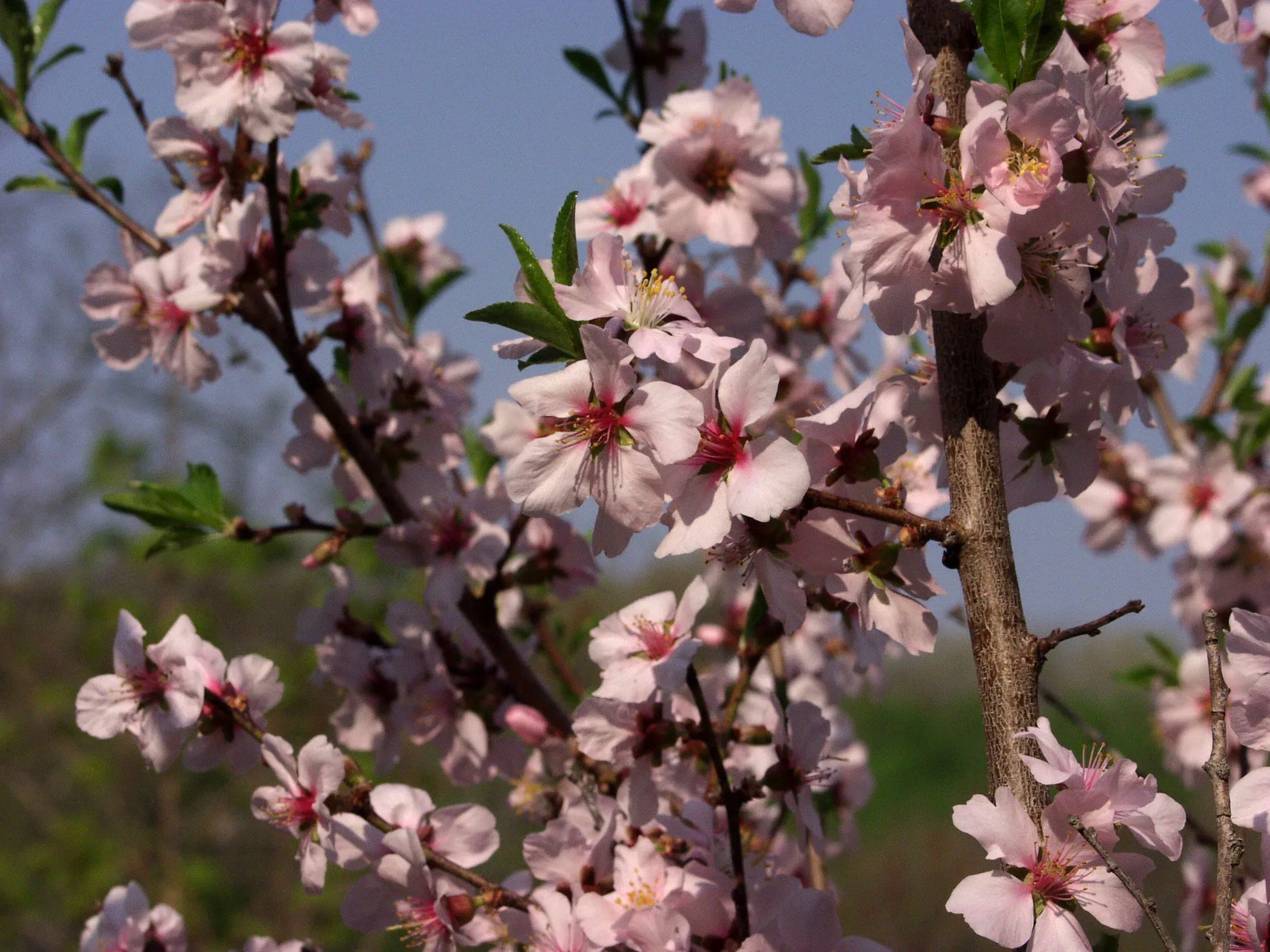 Prunus Persica 'redhaven' - View 37 from www redcrocus com