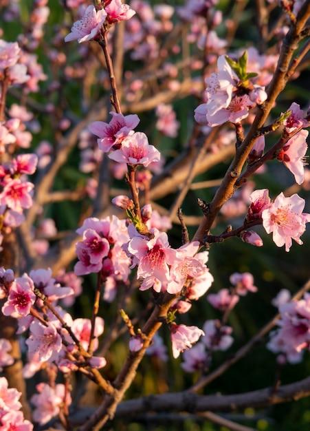 Prunus Persica 'redhaven' - View 39 from www redcrocus com