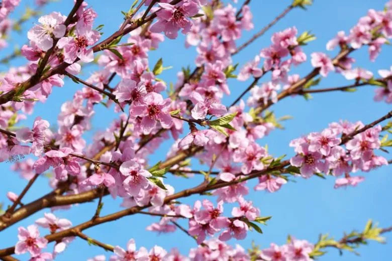 Prunus Persica 'redhaven' - View 3 from www redcrocus com