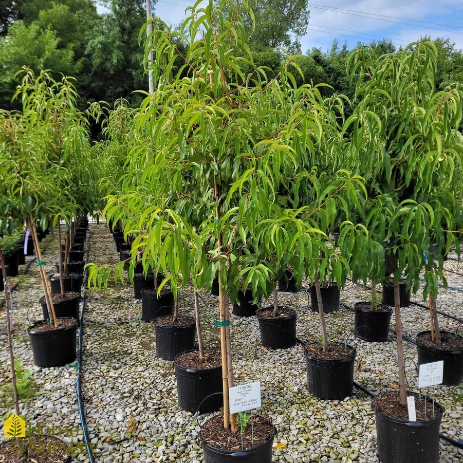 Prunus Persica 'redhaven' - View 5 from www redcrocus com