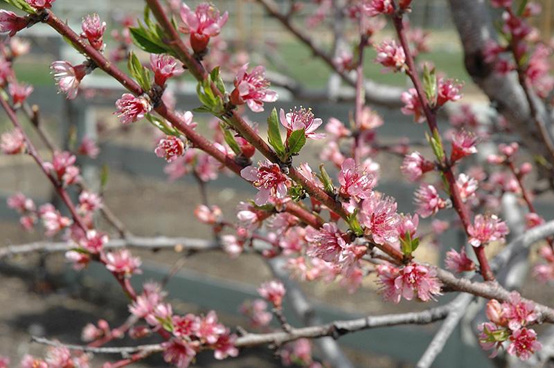 Prunus Persica 'redhaven' - View 8 from www redcrocus com