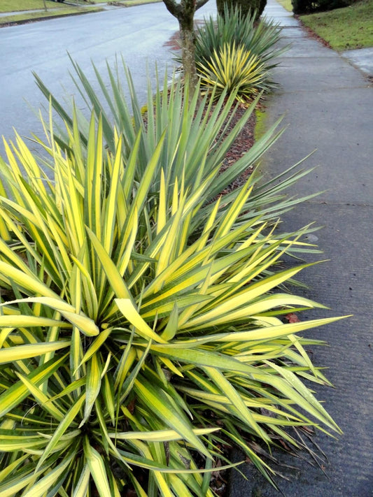 Yucca Filamentosa Color Guard - View 13 from www redcrocus com
