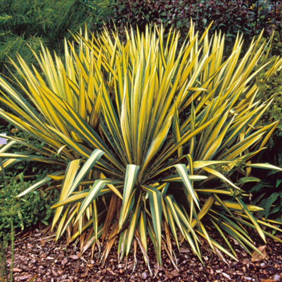 Yucca Filamentosa Color Guard - View 14 from www redcrocus com