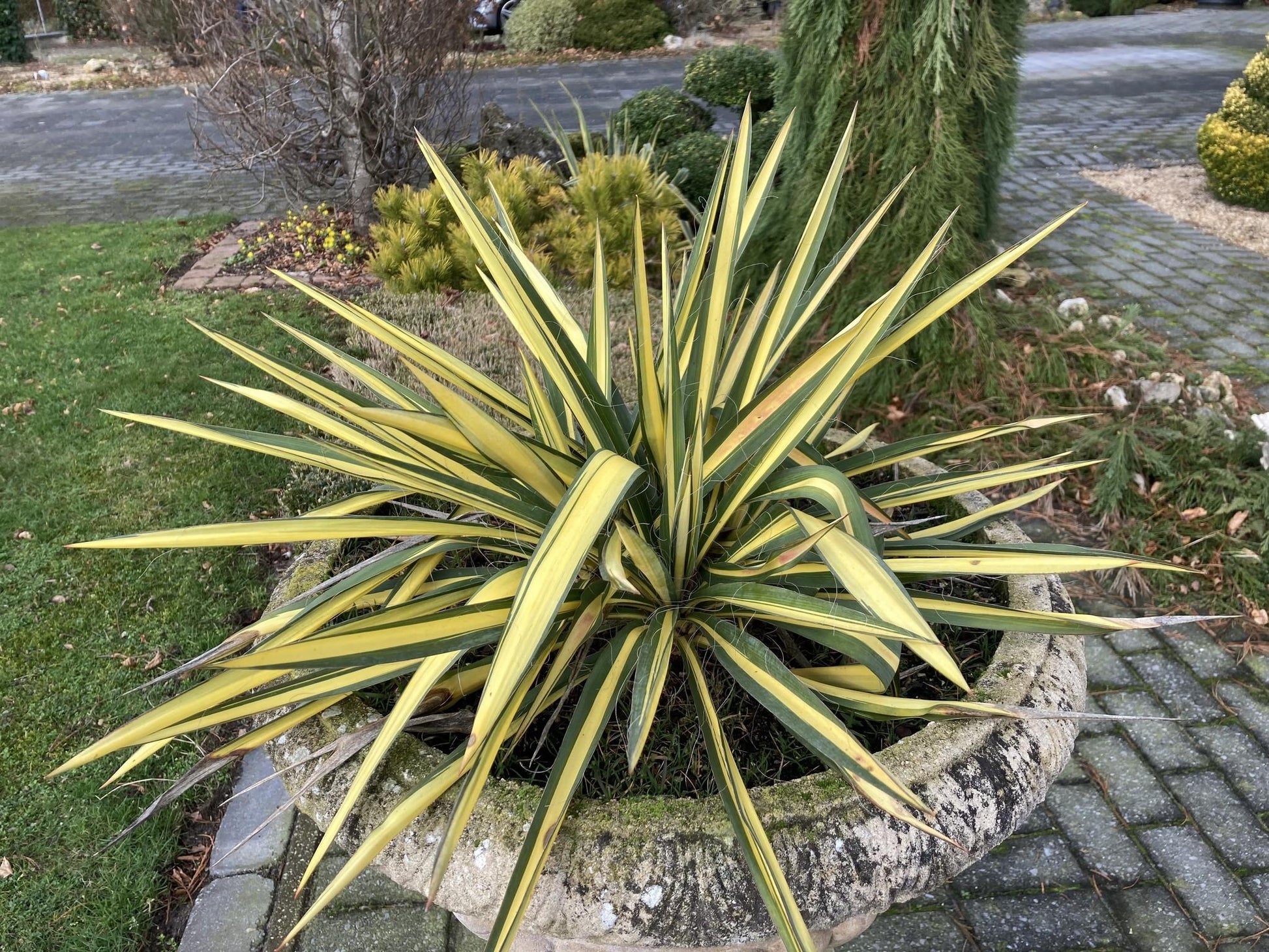 Yucca Filamentosa Color Guard - View 18 from www redcrocus com