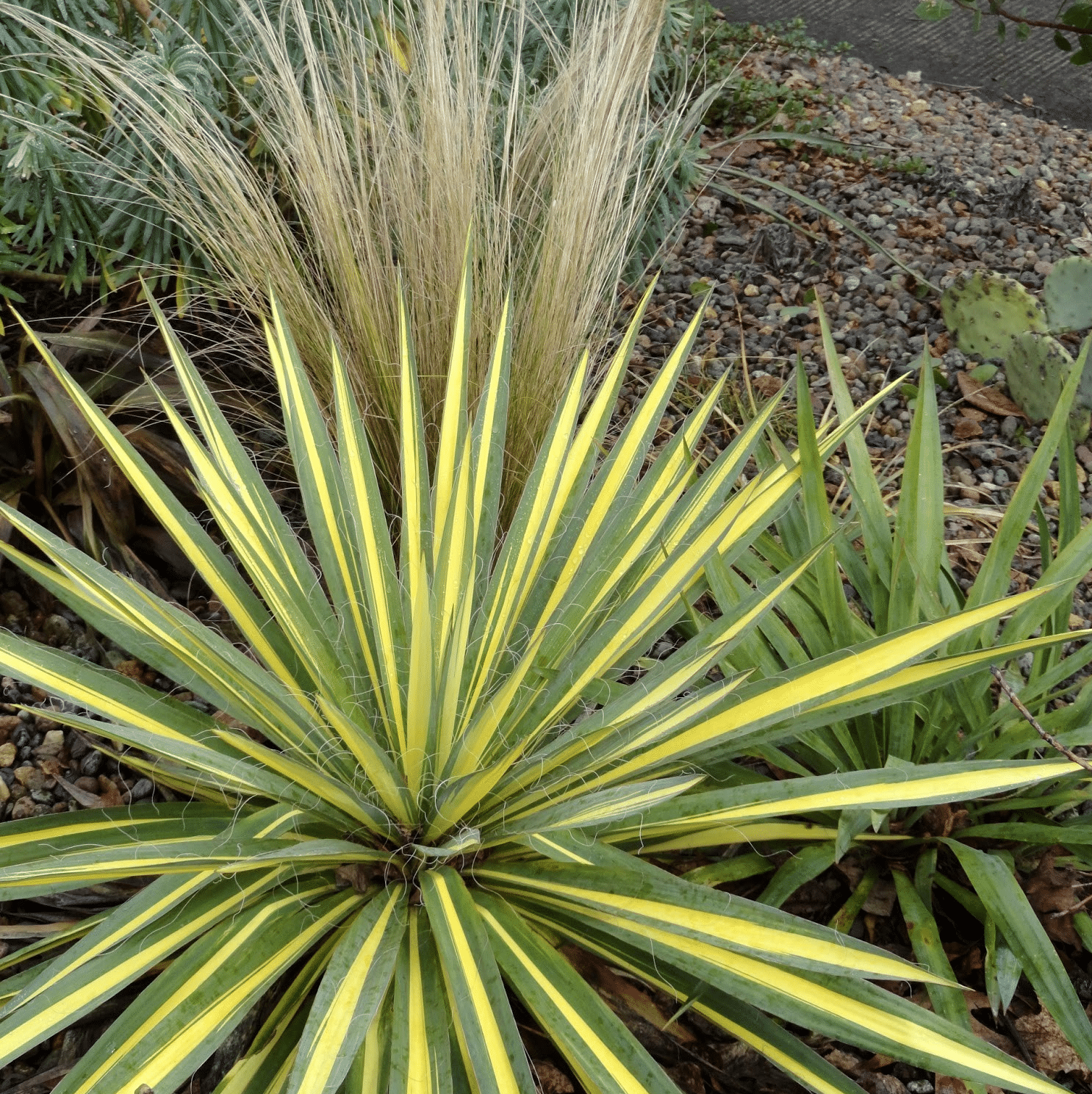 Yucca Filamentosa Color Guard - View 2 from www redcrocus com