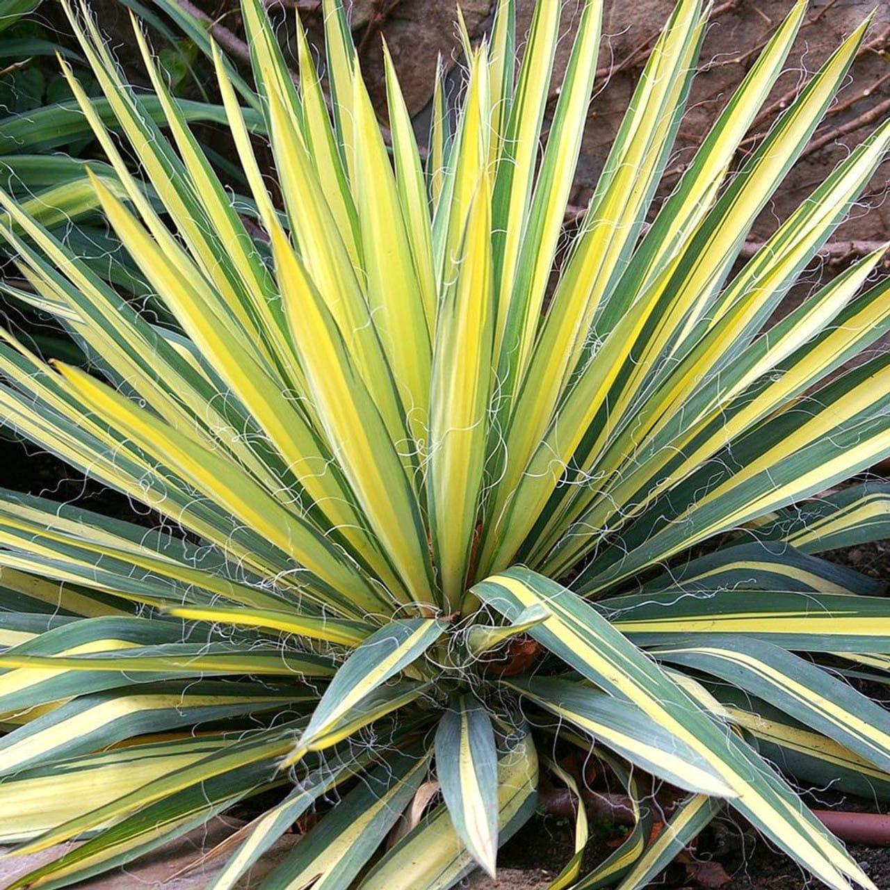 Yucca Filamentosa Color Guard - View 3 from www redcrocus com
