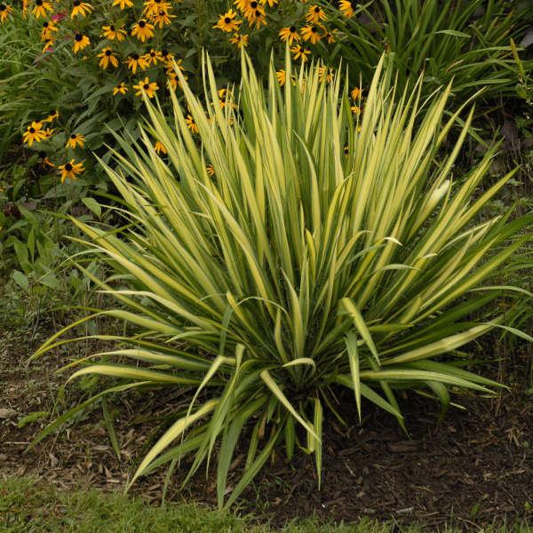Yucca Filamentosa Color Guard - View 8 from www redcrocus com