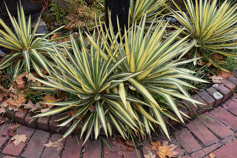 Yucca Filamentosa Color Guard - View 9 from www redcrocus com
