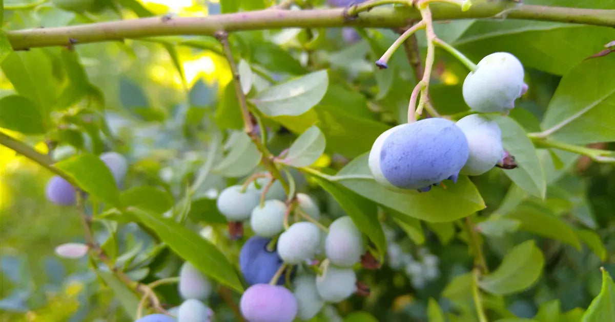 Blueberry, Vaccinium Corymbosum 'blue Crop' - View 18 from www redcrocus com