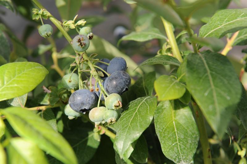 Blueberry, Vaccinium Corymbosum 'blue Crop' - View 8 from www redcrocus com