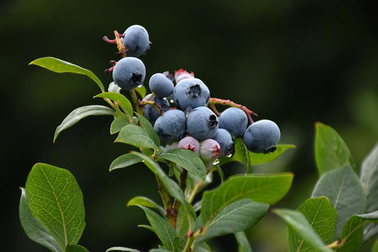 Blueberry, Vaccinium Corymbosum 'northland' - View 1 from www redcrocus com