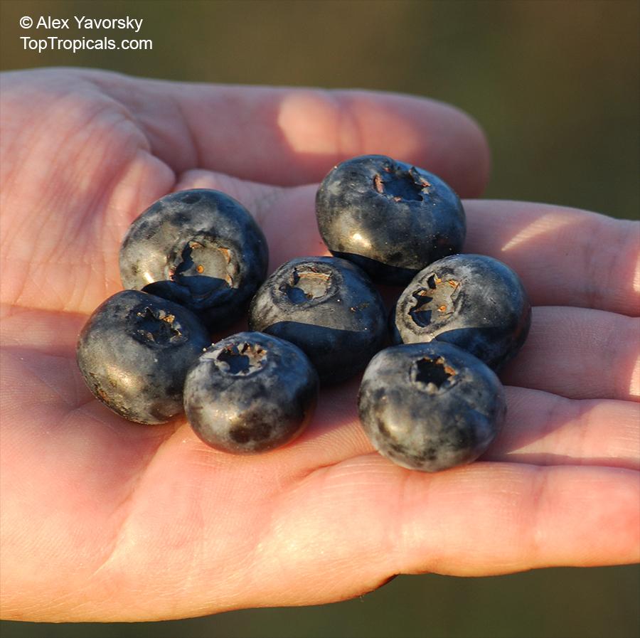 Blueberry Vaccinium Corymbosum Chandler - View 1 from www redcrocus com