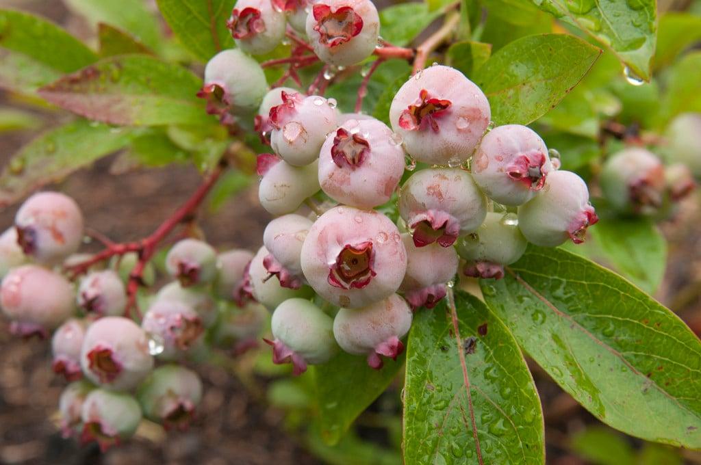 Blueberry Vaccinium Corymbosum Chandler - View 3 from www redcrocus com
