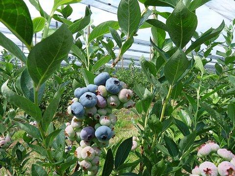 Blueberry Vaccinium Corymbosum Chandler - View 6 from www redcrocus com
