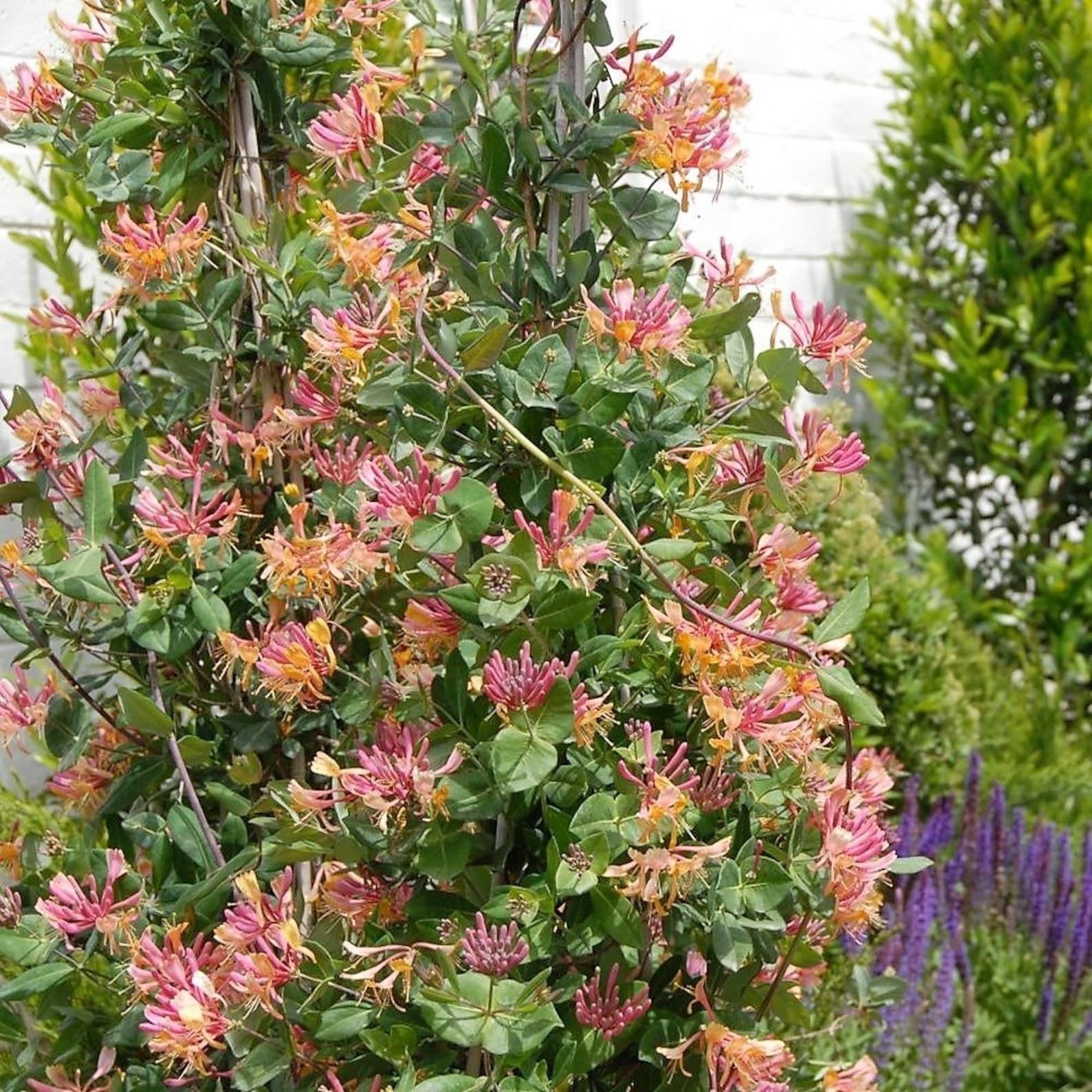 Lonicera X Heckrottii Gold Flame - View 17 from www redcrocus com