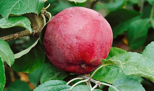 Malus Domestica Liberty - View 10 from www redcrocus com