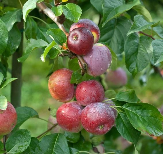 Malus Domestica Liberty - View 12 from www redcrocus com