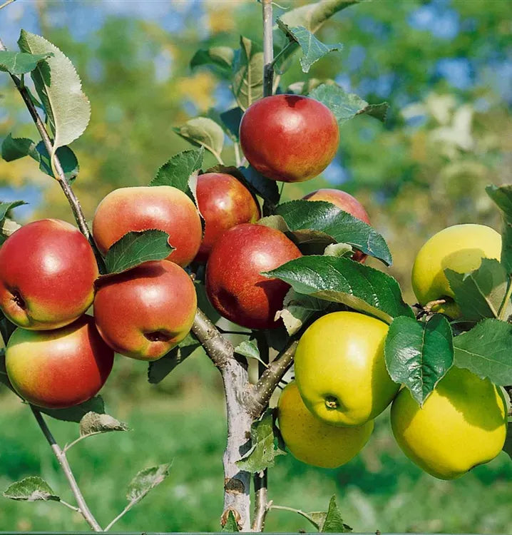 Malus Domestica Liberty - View 13 from www redcrocus com
