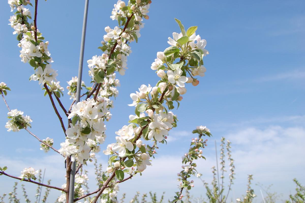 Malus Domestica Liberty - View 14 from www redcrocus com