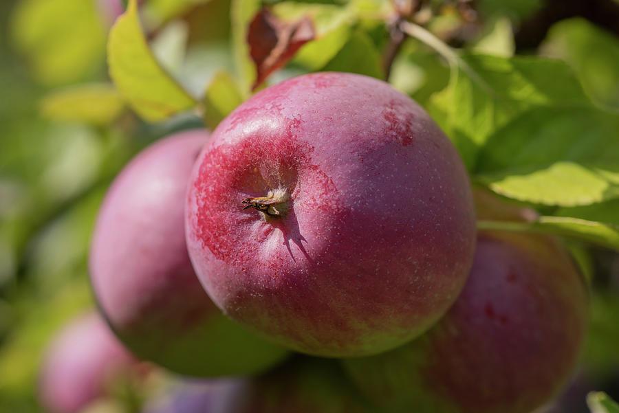 Malus Domestica Liberty - View 15 from www redcrocus com